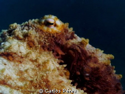 Octopus eye @ crash Boat beach Puerto Rico; Sealife DC120... by Carlos Pérez 